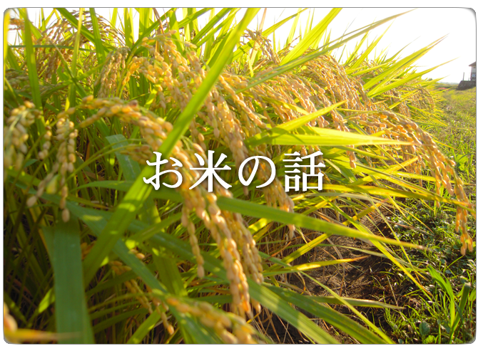 お米のお話 稲の写真